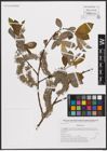 Foto von Salix caprea L.